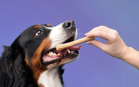 DogmoPharm Webáruház