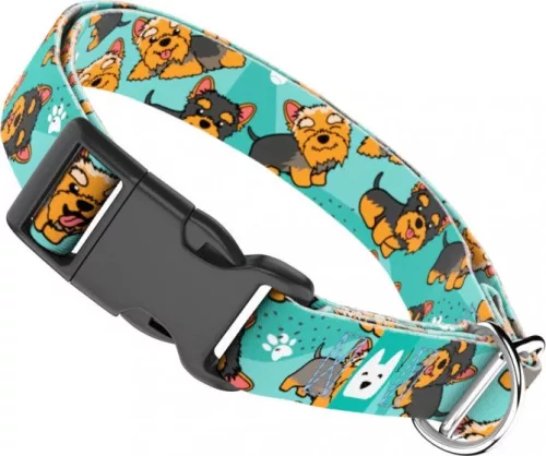 April&June Yorkie kék nyakörv