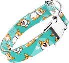 April&June Pembroke Welsh Corgi kék nyakörv