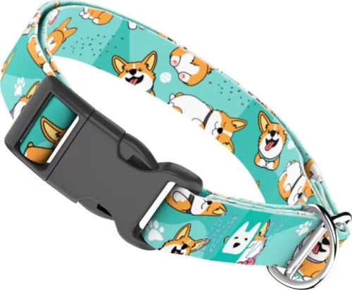 April&June Pembroke Welsh Corgi kék nyakörv