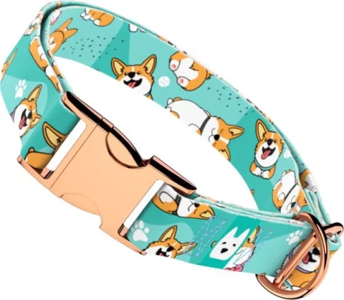 April&June Pembroke Welsh Corgi kék nyakörv