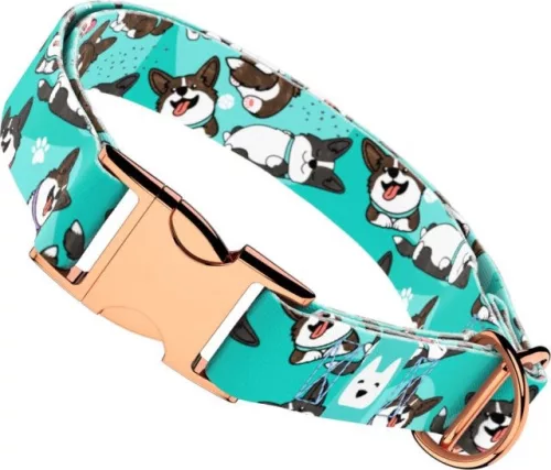 April&June Cardigan Welsh Corgi kék nyakörv