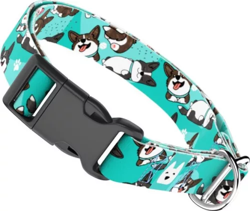 April&June Cardigan Welsh Corgi kék nyakörv