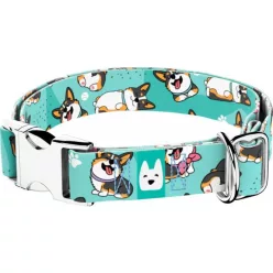 April&June Pembroke Welsh Corgi trikolor kék nyakörv