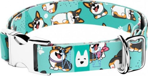 April&June Pembroke Welsh Corgi trikolor kék nyakörv