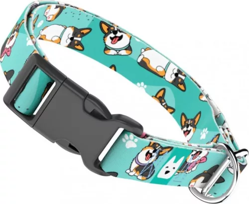 April&June Pembroke Welsh Corgi trikolor kék nyakörv