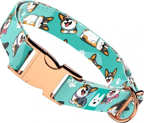 April&June Pembroke Welsh Corgi trikolor kék nyakörv