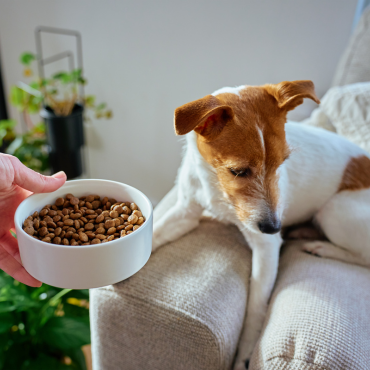 Nem válogatós, hanem érzékeny: a hipoallergén táp valódi szerepe
