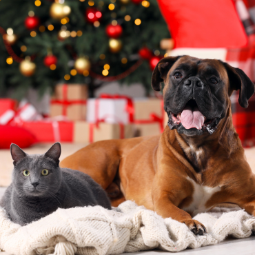 Karácsony a kedvencünkkel