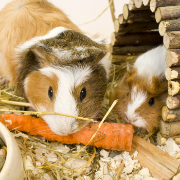 Hogyan készüljünk fel egy kisállat (rágcsáló) érkezésére?